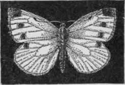 The cabbage butterfly.