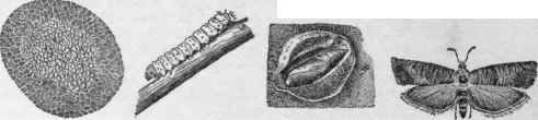 The four stages in an insect's life   egg, larva, pupa, imago.   The codlin moth. (Egg much enlarged; others Xl 1/2)