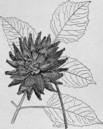 The original Cactus dahlia.   D. Jaurezii.