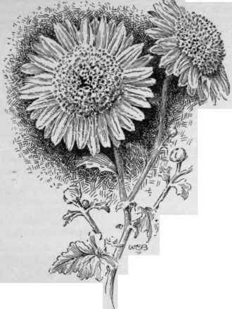 The small and regular anemone type.