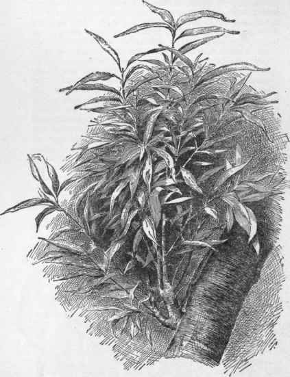 The tufted shoots of peach yellows.