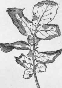 Tip burn of potato leaf.   A physiological difficulty or disease, due to some so called constitutional disorder or obstruction (Vermont Experiment Station).