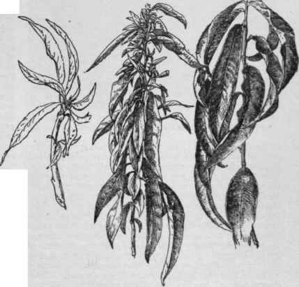 Tip growth of yellows.