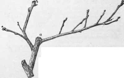 Twig of common quince Cydonia oblonga. Showing where the fruit was borne at a and b. ( X 1/2)