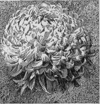 Type of Japanese incurved chrysanthemum.