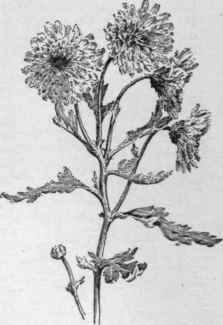 Type of pompon chrysanthemum. Grown outdoors, with no special care.