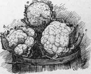Types of cauliflower heads: a, ricy; b, leafy; c, perfect.