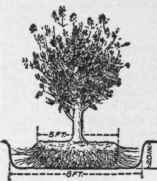 Where to dig in removing an evergreen.