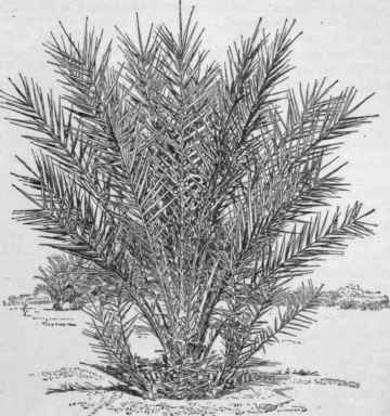 Young date palm, with growing suckers or offshoots.
