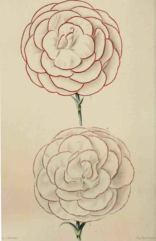 2. Surrounders's Lorina.