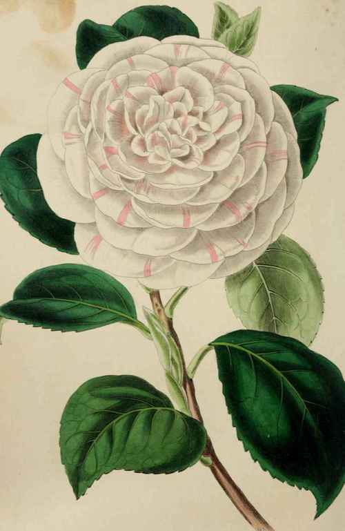CAMELLIA JAPONICA.