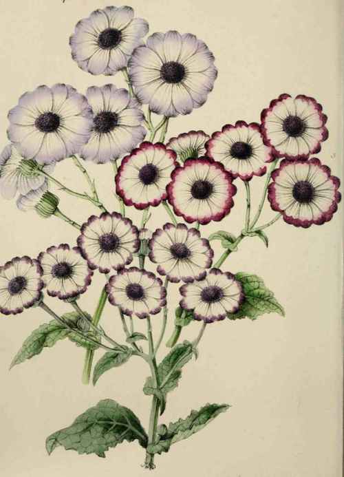 CINERARIAS.