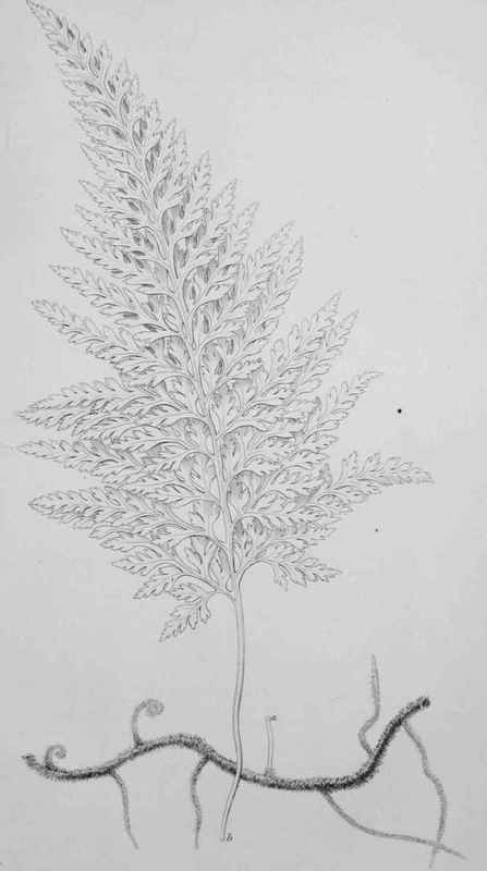 Cultivation Of Trichomanes Speciosum Or The Irish  1850004