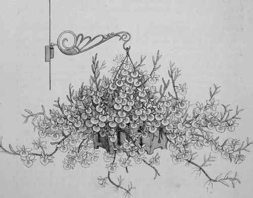 Dendrobium Pulchellum Purpureum.