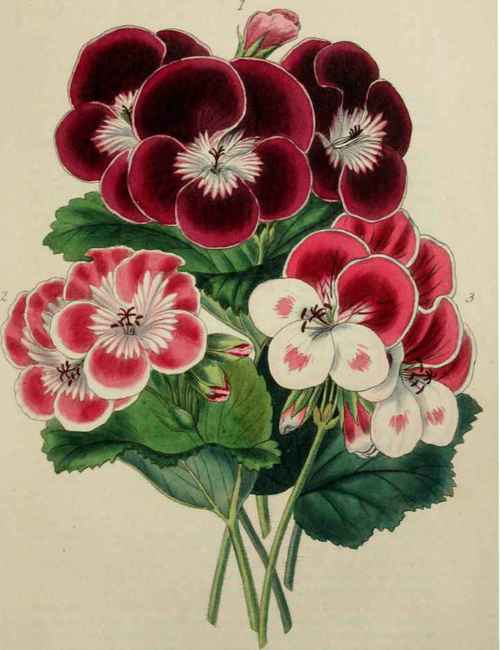 FANCY PELARGONIUMS.