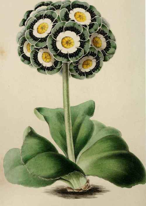 LANCASHIRE HERO (Cheetham).