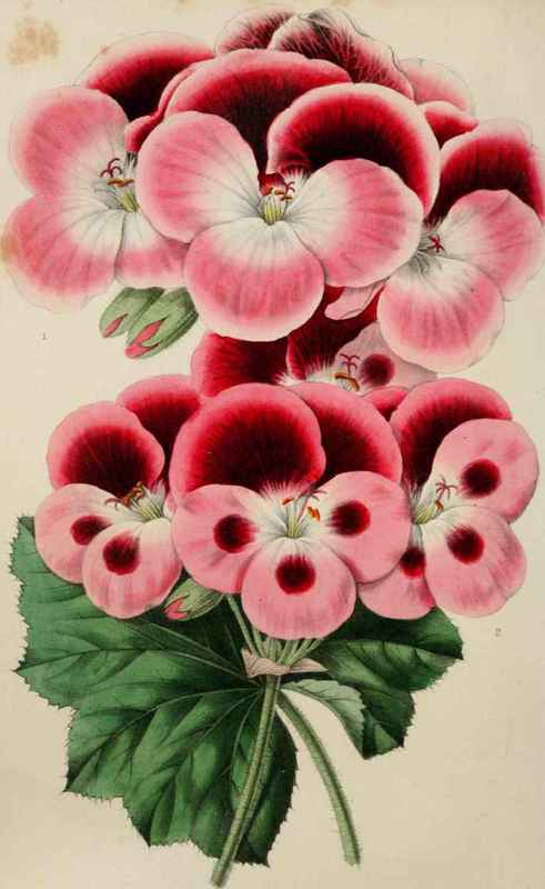 Pelargoniums.