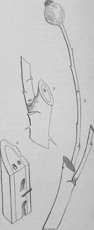 Rose Insects 18500020