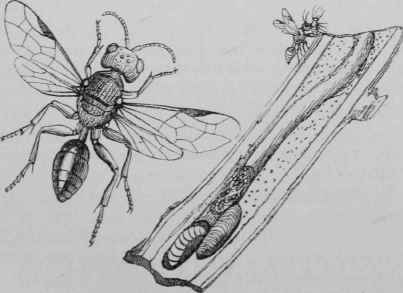 Rose Insects 1850008