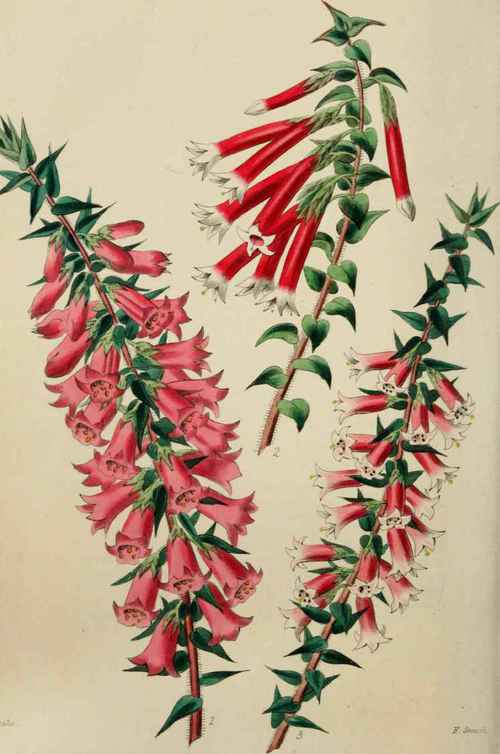 SEEDLING EPACRISSES.