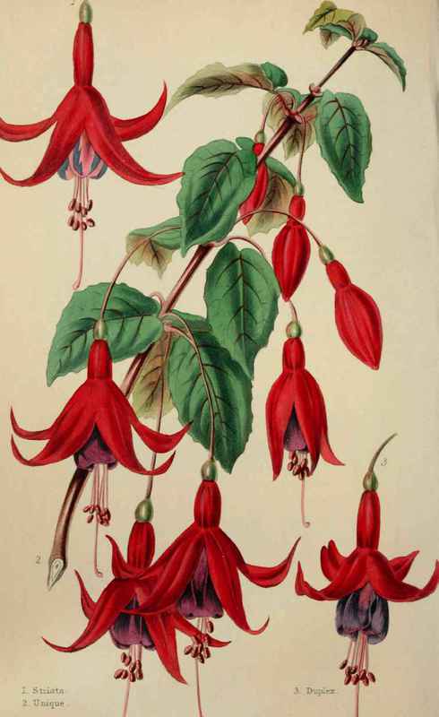 SEEDLING FUCHSIAS.