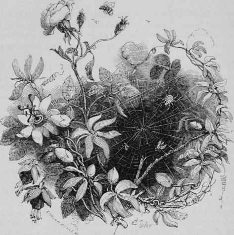 THE GARDEN SPIDER (EPEIRA DIADEMA).