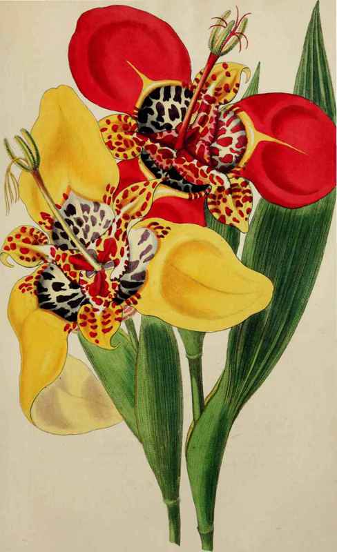 TIGRIDIA PAVONIA & CONCHIFLORA.