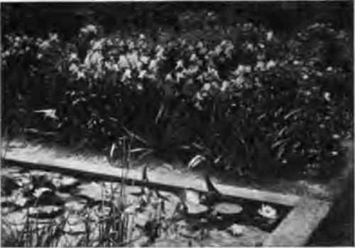 Hardy Perennials