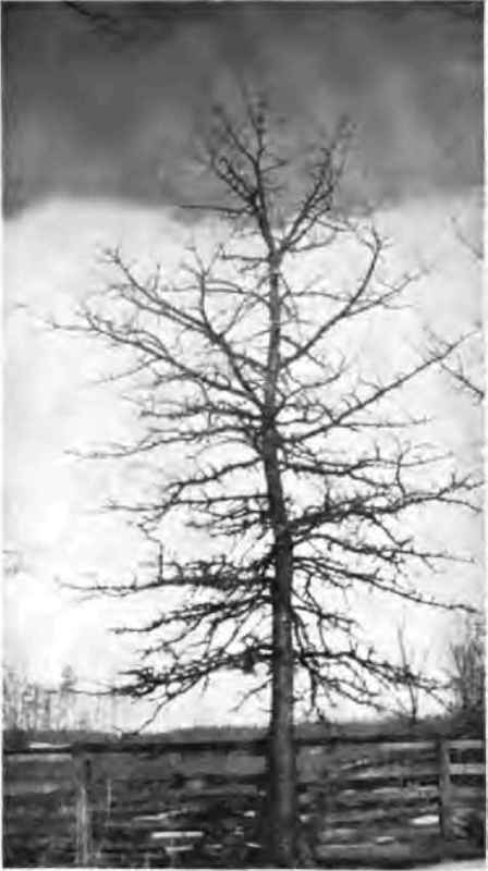 Swamp white oak (Quercus bicolor).