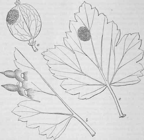 Aecidium Cancellatum 50044