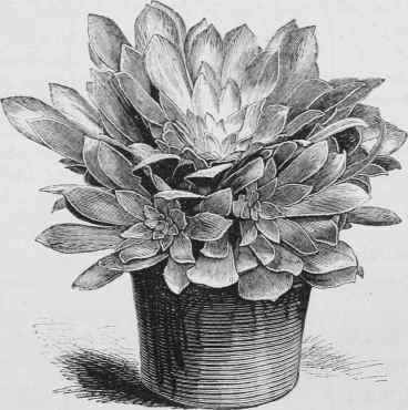 Aeonium Ciliare.