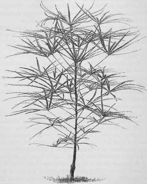 Aralia Veitchii.