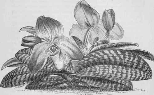 Cypripedium Concolor.