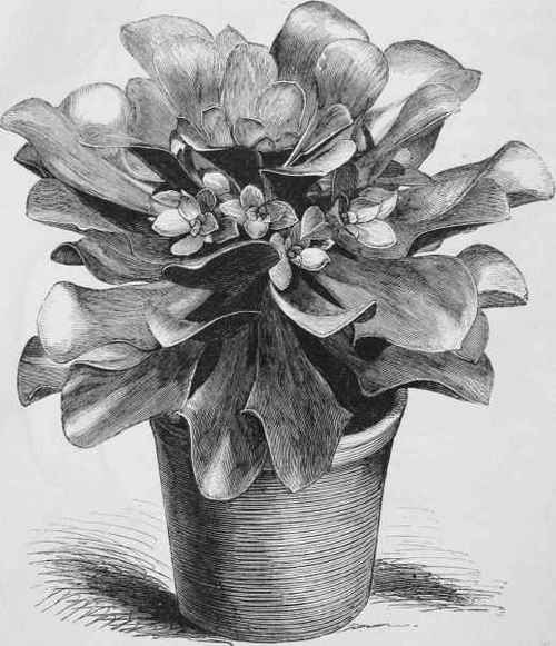 Sempervivum Giganteum.