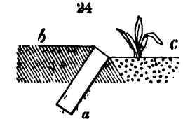 Leading Rules For Laying Out And Planting Flowe 24