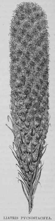 Liatris Pycnostachya 25