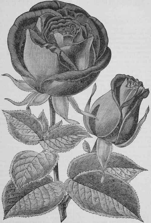 New Tea Rose, Duchess Of Edinburgh