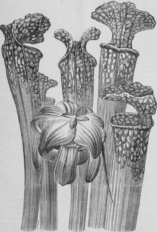 Sarracenla Drummondii