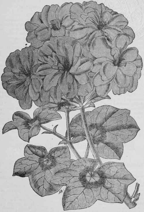 The New Double Flowering Ivy Leaved Pelargonium