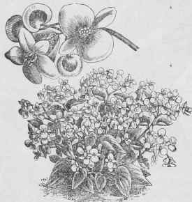 Begonia florida incomparabilis.