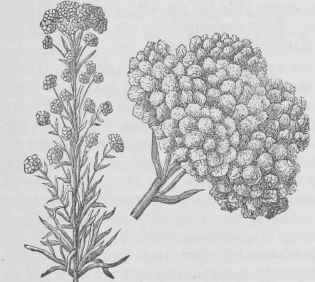 Gnaphalium decurrens.