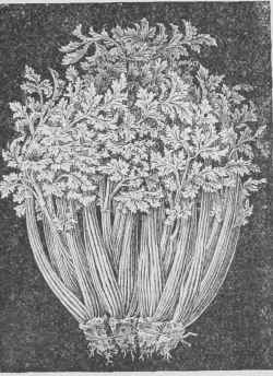 New Celery   White Plume.