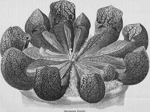 A New Pitcher Plant Sarracenia Courtii 1