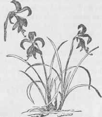 Amaryllis formosissima.