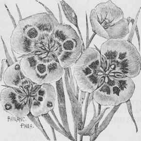 Calochortus venustus.