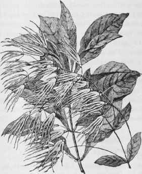 Chionanthus Virginica Fringe Tree By Cultivator 35