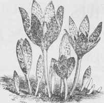 Colchicum autumnale.