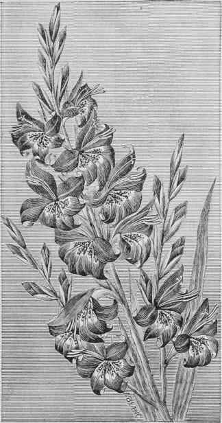Gladiolus Saundersoni.