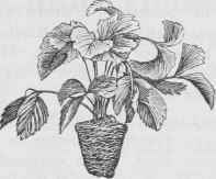 How To Grow Strawberries 18