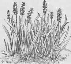 Hyacinthus botryoides.